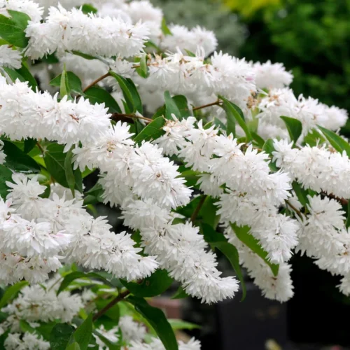 How to Grow Deutzia ( Deutzia scabra )