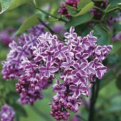 Syringa vulgaris SENSATION