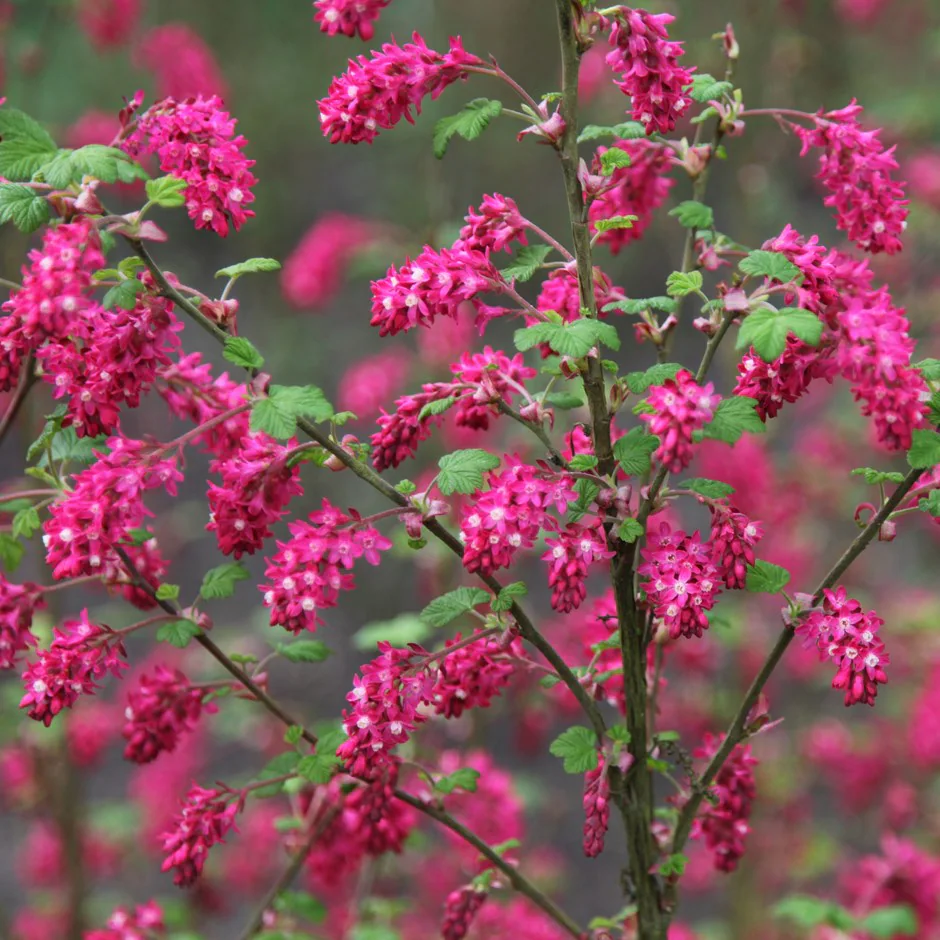 Flowering Currant-Ribes sanguineum