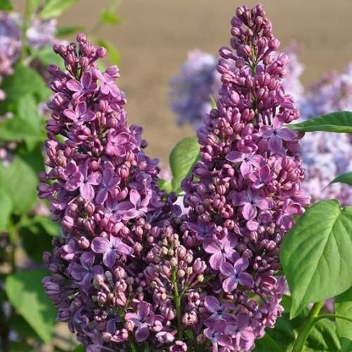 Syringa vulgaris RUHM VON HORSTENSTEIN