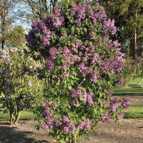 Syringa vulgaris RUHM VON HORSTENSTEIN