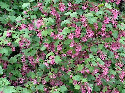 Flowering Currant-Ribes sanguineum