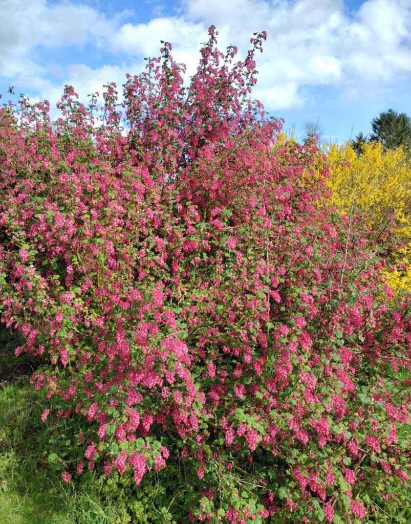 Flowering Currant-Ribes sanguineum
