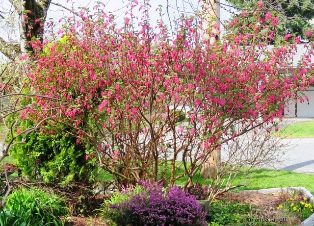 Flowering Currant-Ribes sanguineum