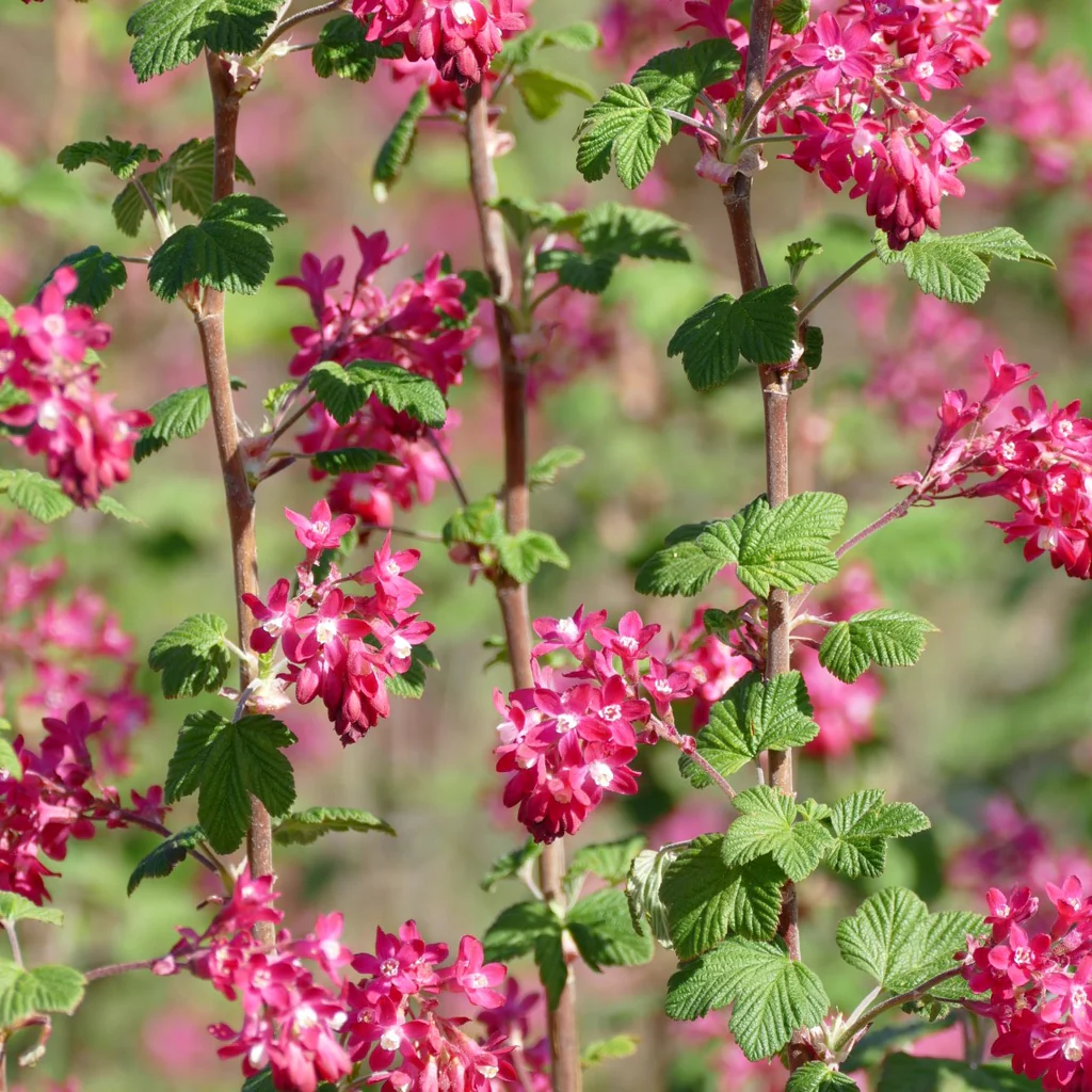 Flowering Currant-Ribes sanguineum