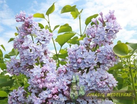 Syringa vulgaris CARPE DIEM