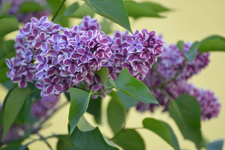 Syringa vulgaris SENSATION