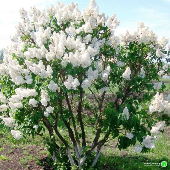 Common lilac - Syringa vulgaris BEAUTY OF MOSCOW