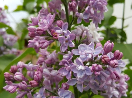 Syringa vulgaris OLIVIER DE SERRES