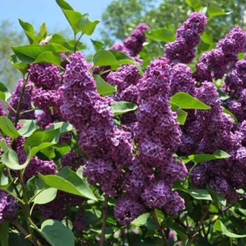 Syringa vulgaris RUHM VON HORSTENSTEIN