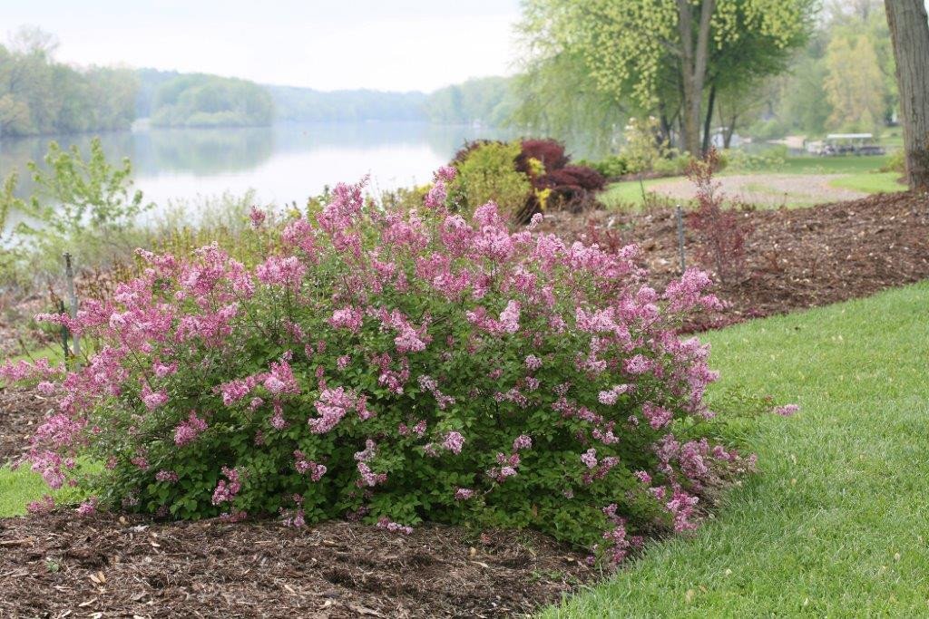 Syringa Bloomerang PINK PERFUME