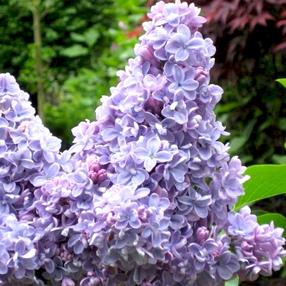 Syringa vulgaris CARPE DIEM