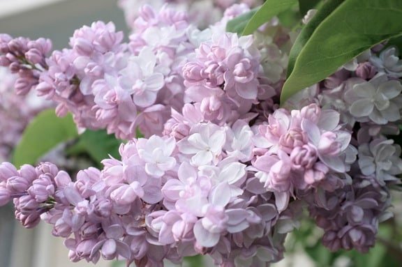 Common lilac - Syringa vulgaris BEAUTY OF MOSCOW