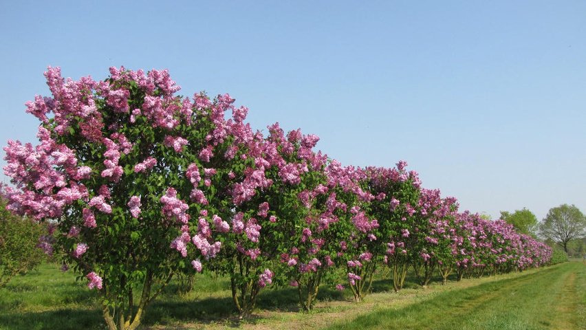 Syringa vulgaris CHARLES JOLY