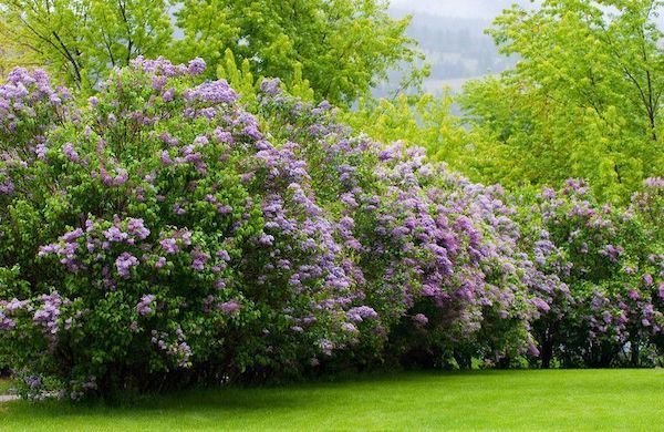 Syringa vulgaris MICHEL BUCHNER