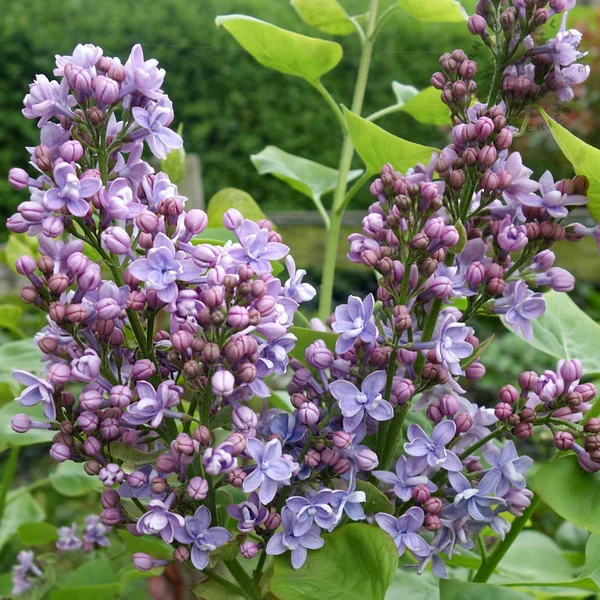 Syringa vulgaris MICHEL BUCHNER