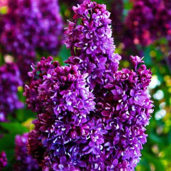 Syringa vulgaris OGNI DONBASSA