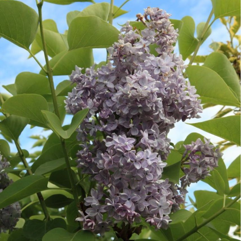 Syringa vulgaris OLIVIER DE SERRES