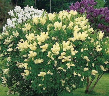 Common lilac - Syringa vulgaris PRIMROSE