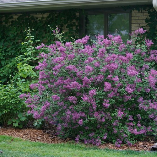 Syringa vulgaris BLOOMERANG DARK PURPLE
