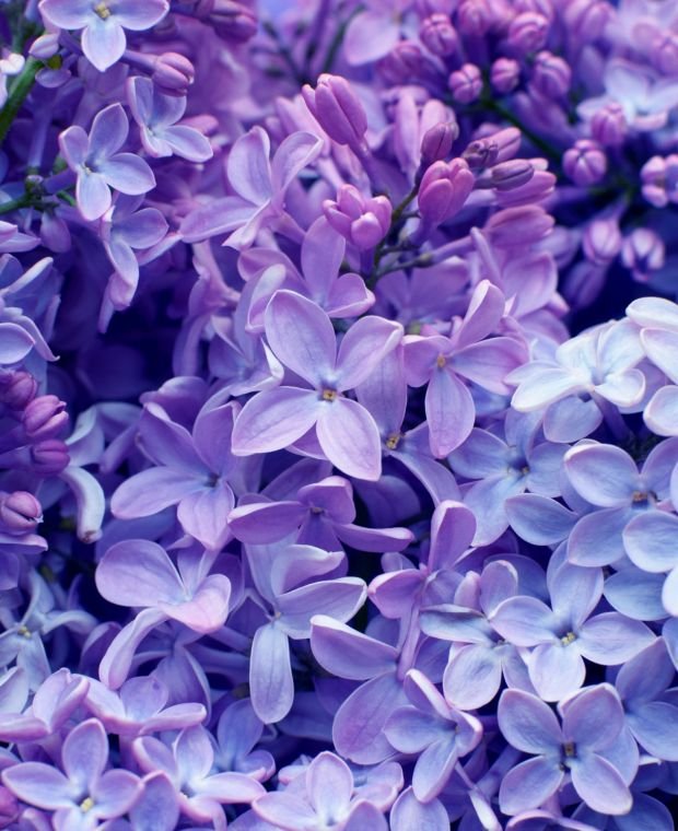 Syringa vulgaris CARPE DIEM