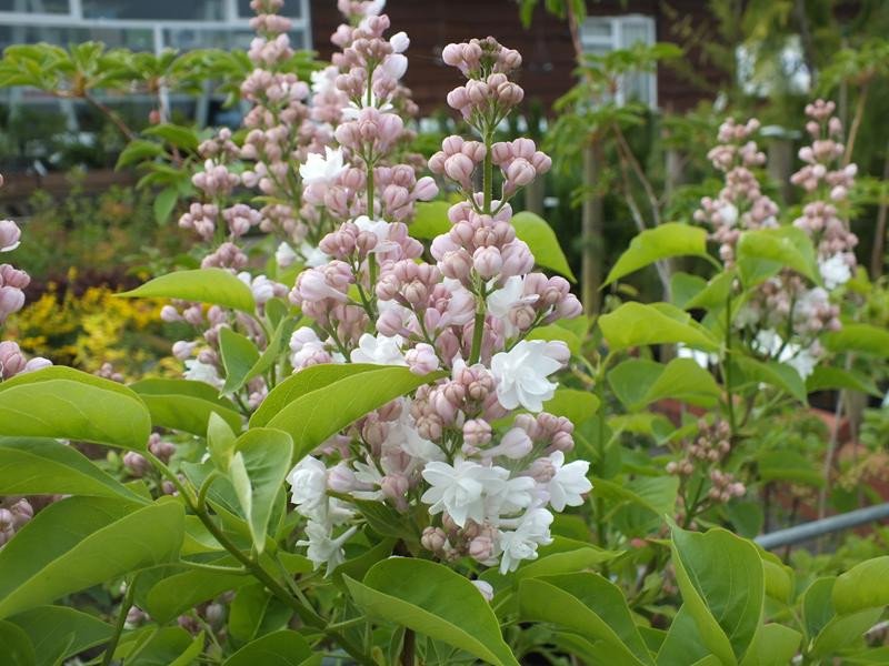 Common lilac - Syringa vulgaris BEAUTY OF MOSCOW