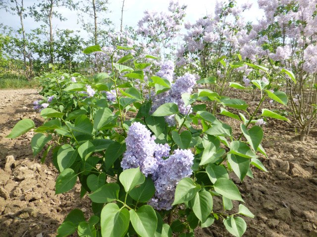 Syringa vulgaris CARPE DIEM