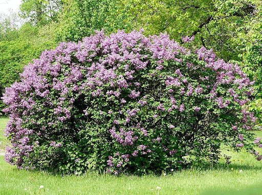 Syringa vulgaris SENSATION