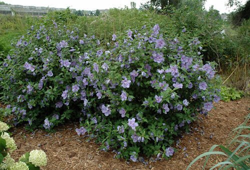 How to Grow Hibiscus Rose of Sharon (Hibiscus syriacus)