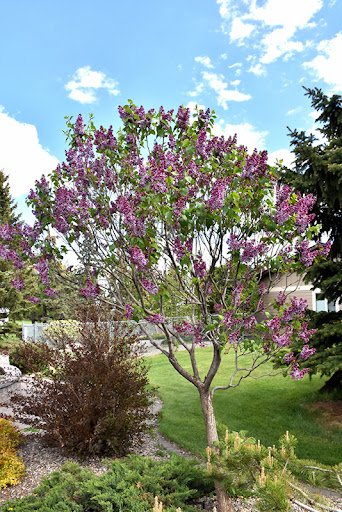 Syringa vulgaris SENSATION