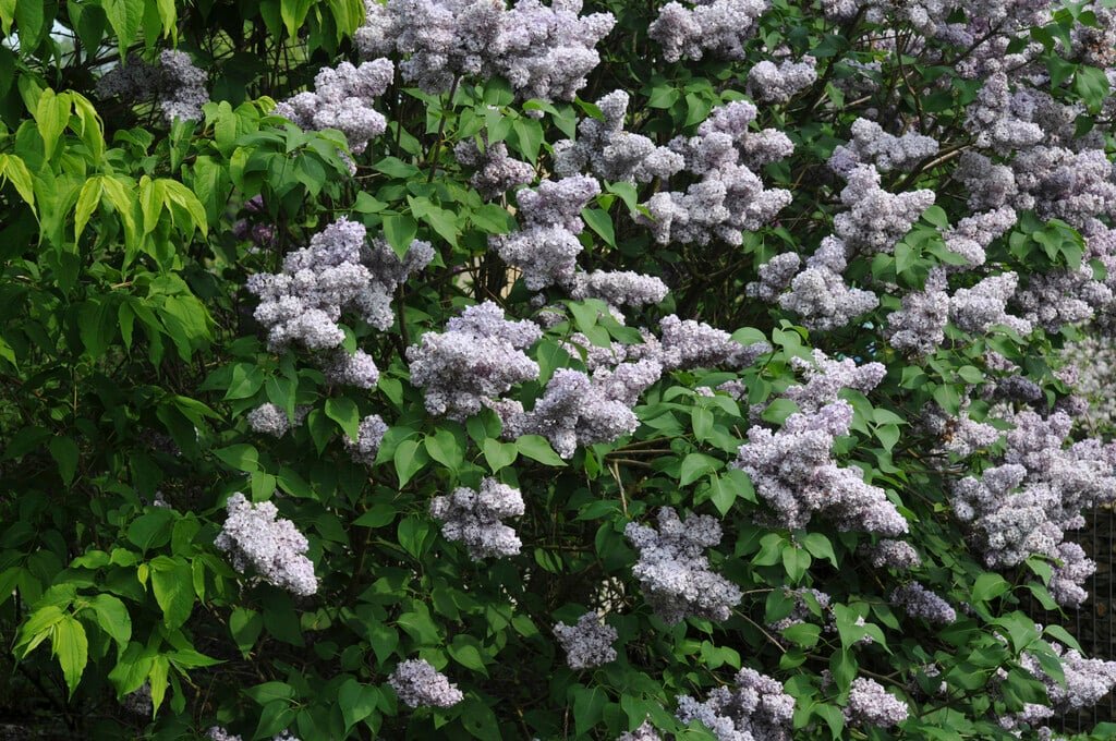 Syringa vulgaris RUHM VON HORSTENSTEIN