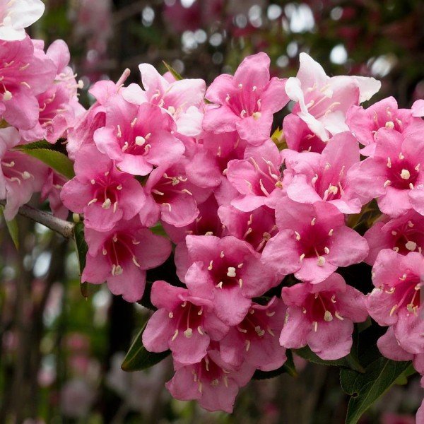 Rose Weigela-Weigela florida