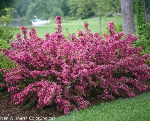 How to Grow Rose Weigela (Weigela florida)