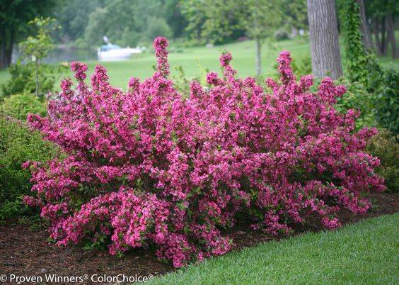 Rose Weigela-Weigela florida
