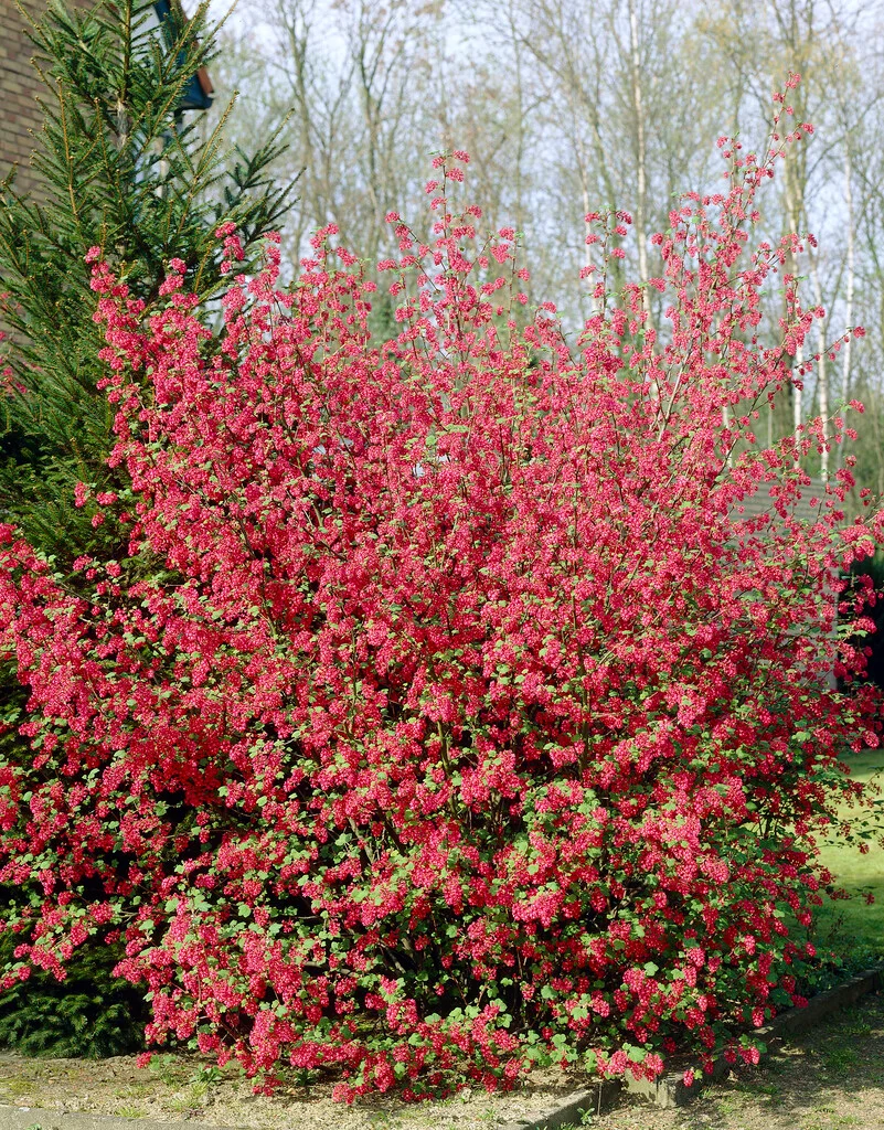 Flowering Currant-Ribes sanguineum