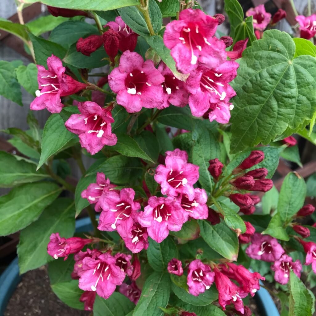 Rose Weigela-Weigela florida