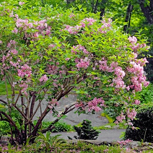 Rose Weigela-Weigela florida