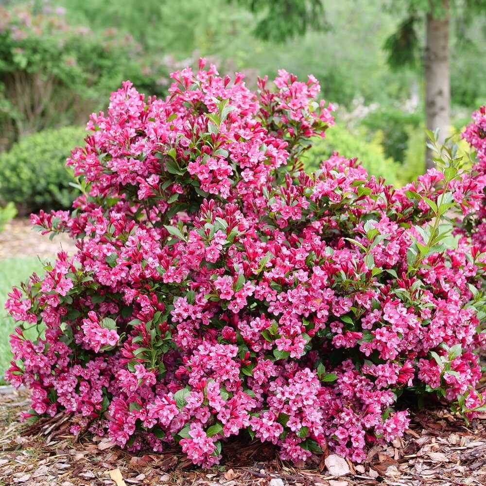 Rose Weigela-Weigela florida