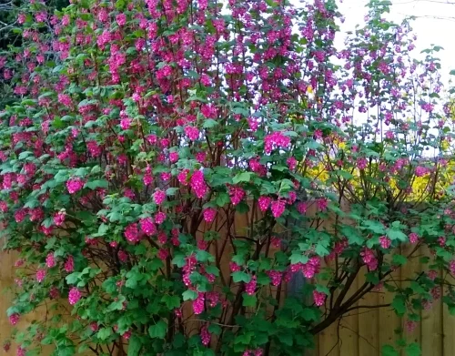 How to Grow Blood currant/Flowering Currant (Ribes sanguineum)