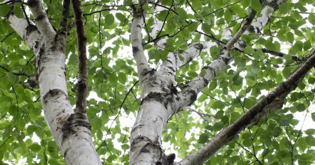 Paper Birch - Betula papyrifera