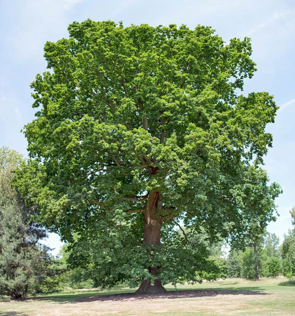 Pedunculate Oak - Quercus robur