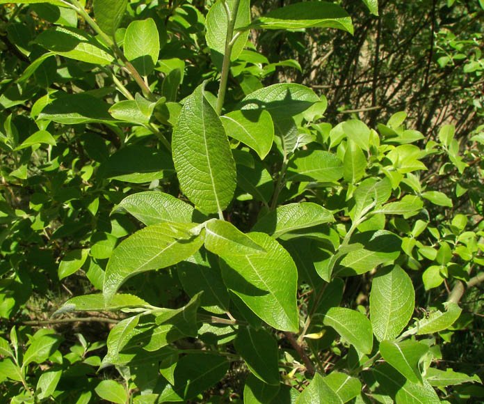 Goat Willow - Salix caprea