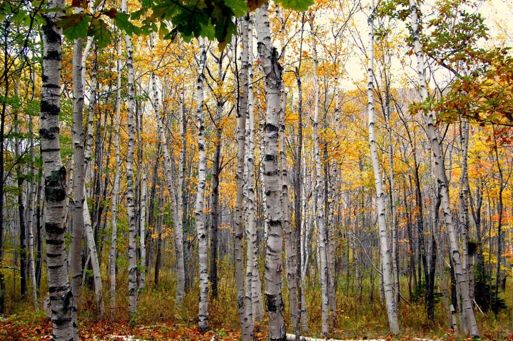 Paper Birch - Betula papyrifera