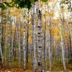 How to grow Paper Birch (Betula papyrifera)