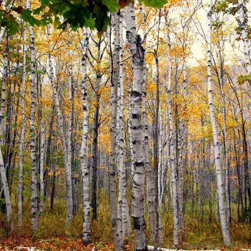 How to grow Paper Birch (Betula papyrifera)