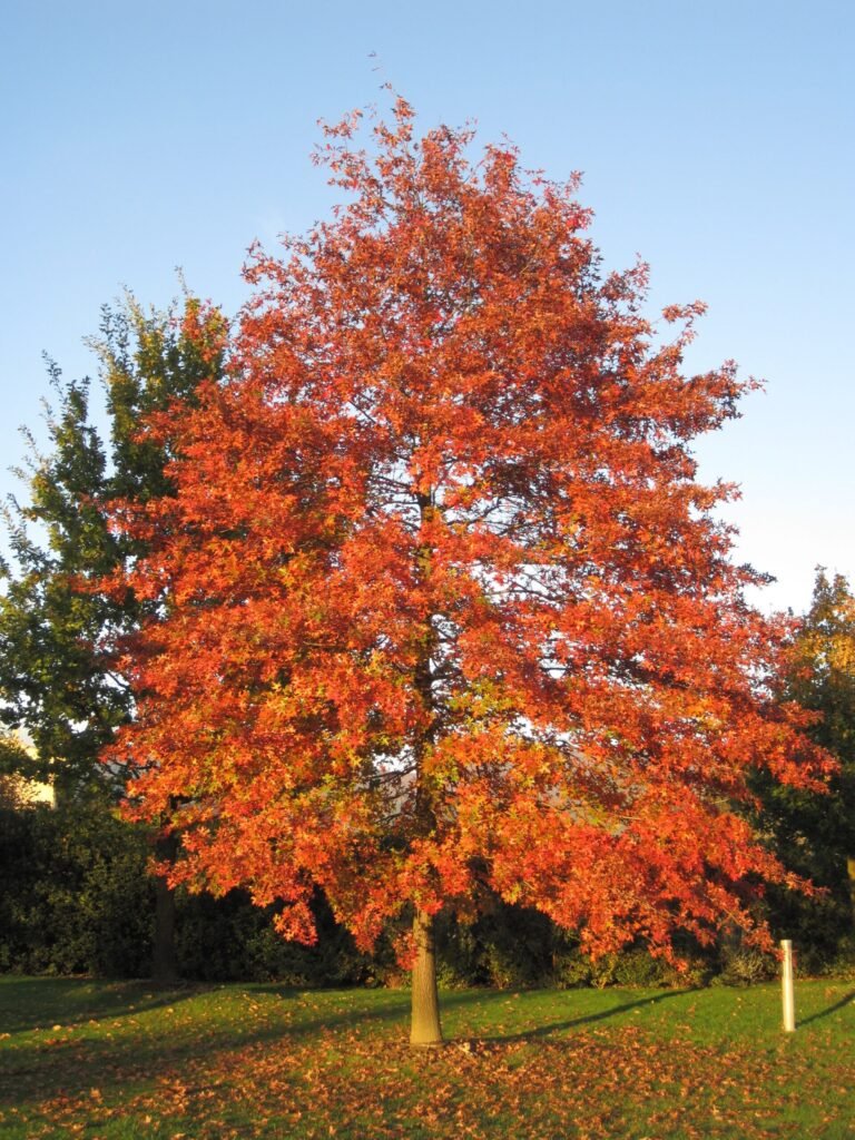 Pin Oak - Quercus palustris