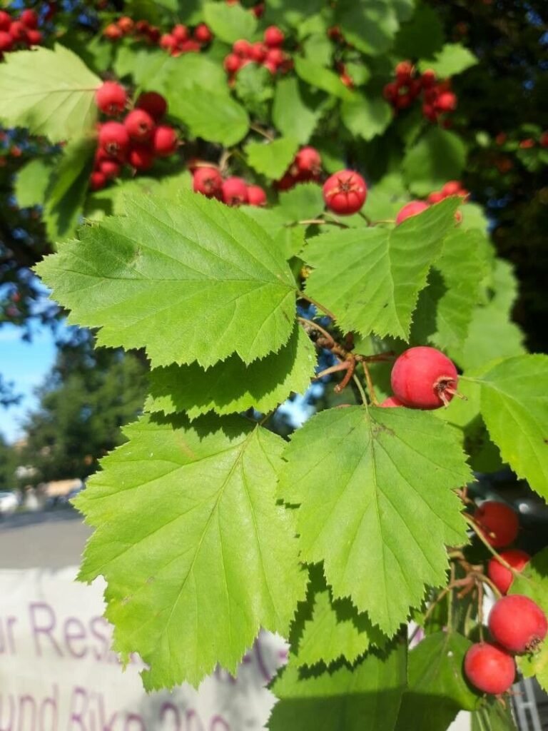Scarlet hawthorn - Crataegus pedicellata