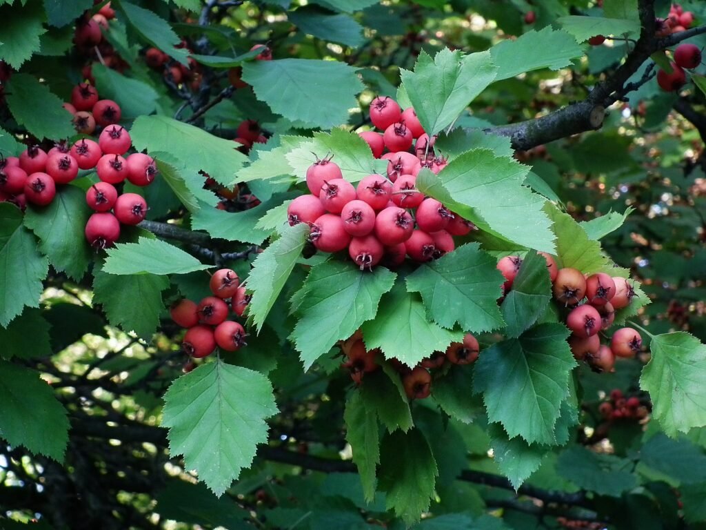 Scarlet hawthorn - Crataegus pedicellata