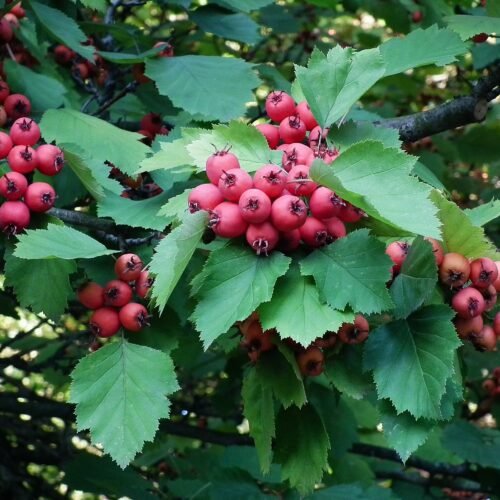 How to grow Scarlet hawthorn (Crataegus pedicellata)