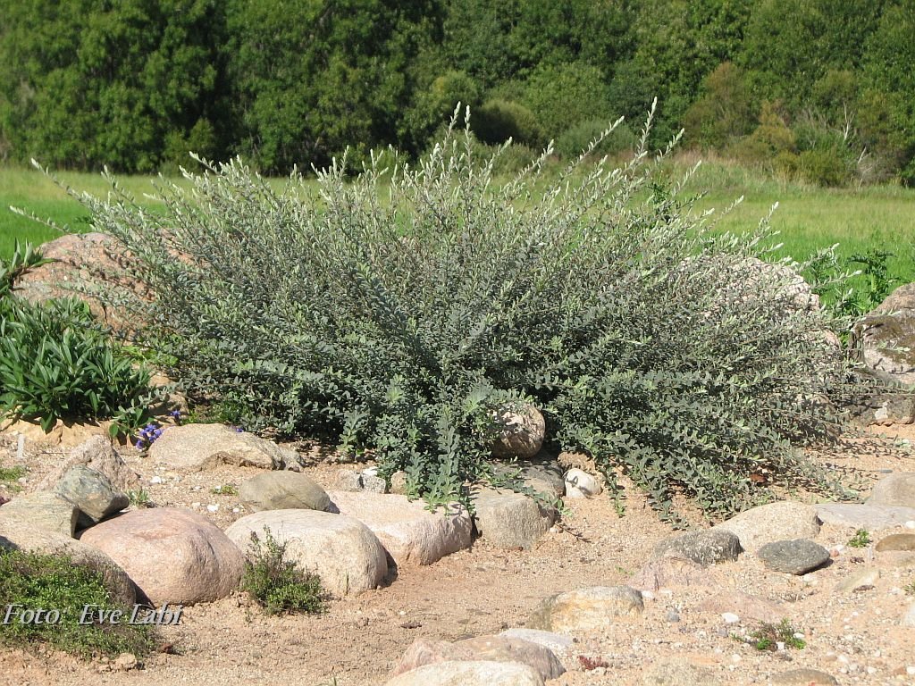 Creeping Willow - Salix repens
